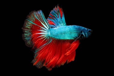 Betta 'nın Yüzme Eylemi, Siyam dövüş balığı, Renkli Betta, Pla-kad (ısıran balık) Tayland; Yarı Ay mavi ve kırmızı betta kırpma yolu ile siyah arkaplanda izole edilmiş
