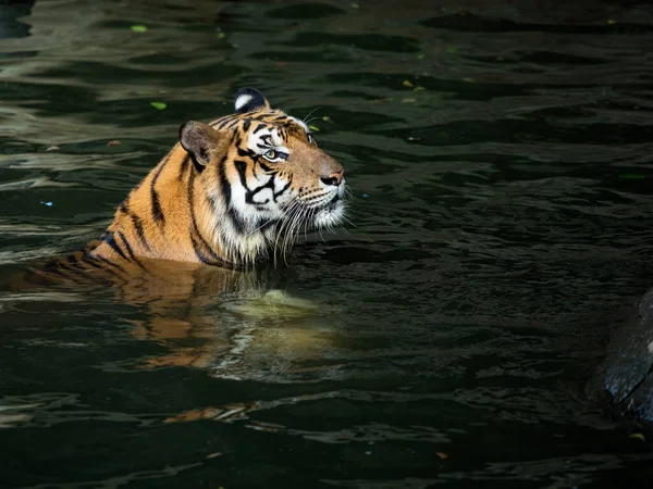 Пантера Желтая Черным Раздетым Тигром Плавает Реке Глядя Камеру — стоковое фото