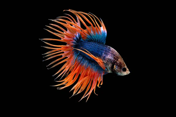 Crown Tail Betta, Siamese fighting fish, blue and orange coloured pla-kad ( biting fish) Thai; betta isolated on black background with clipping path