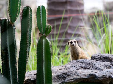 Taş tepede duran bir mirket. Önünde kaktüs dalı var ve kameraya bakıyor.