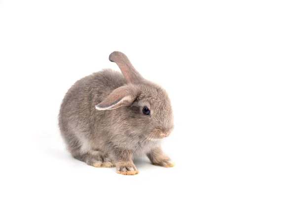 Conejito Adorable Joven Gris Sentado Sobre Fondo Blanco Lindo Bebé — Foto de Stock