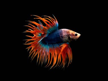 Crown Tail Betta, Siyam dövüşçü balığı, mavi ve turuncu renkli pla-kad (ısıran balık) Tayland betta kesme yolu ile siyah arka planda izole