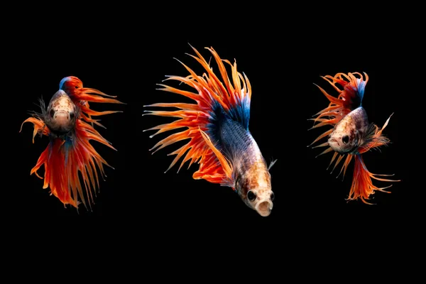 Crown Tail Betta, Siamese fighting fish, blue and orange coloured pla-kad ( biting fish) three action betta isolated on black background with clipping path