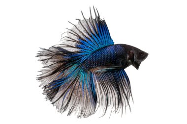 Crown Tail Betta, Siyam dövüş balığı, mavi ve siyah renkli pla-kad (ısıran balık) Thai; kırpma yolu ile beyaz arkaplanda izole edilmiş betta