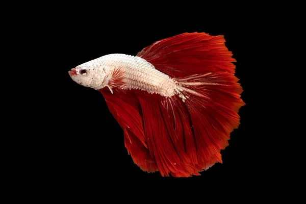 Плавник Бетты Сиамская Боевая Рыба Полулунный Красный Плавник Белое Тело — стоковое фото