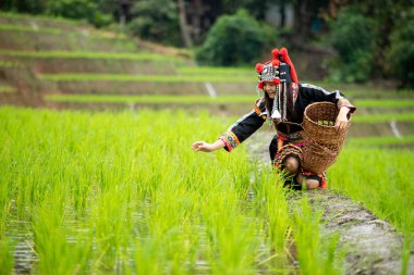 Hmong kabilesinden siyah elbiseli bir kadın elinde ahşap sepetle teras tarlasında pirinç filizlerini kontrol ediyor.