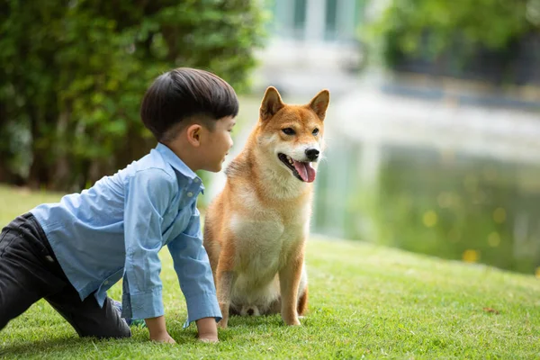 Азиатский Мальчик Синей Рубашке Играет Собакой Зеленом Парке — стоковое фото