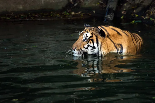 Panthera Amarelo Com Tigre Preto Despojado Nadando Rio Olhando Algum — Fotografia de Stock