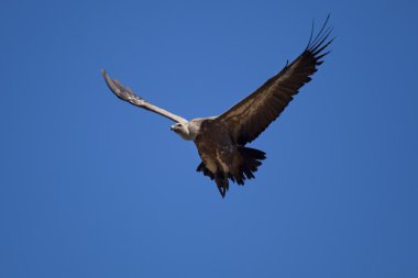 Akbaba üzerinde sinek, las merindades, burgos, castilla y leon, İspanya