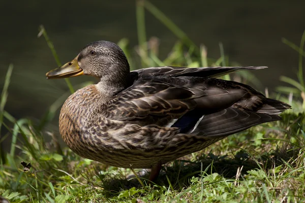 Duck, Ebro river, Fontibre, Campoo de Suso, Cantabria, Spain — Stock Photo, Image