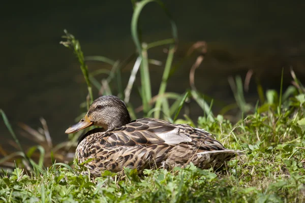 Duck, Ebro river, Fontibre, Campoo de Suso, Cantabria, Espanha — Fotografia de Stock