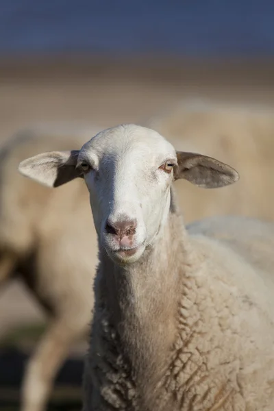 Stádo ovcí, přehrady ebro, burgos, castilla y leon, Španělsko — Stock fotografie