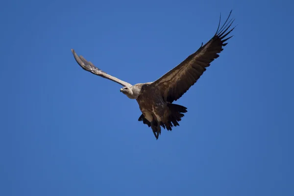 Avvoltoio in volo, Las Merindades, Burgos, Castilla y Leon, Spagna — Foto Stock