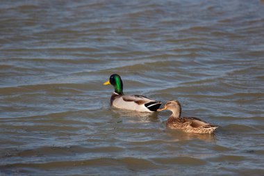 ördekler salburua, vitoria, alava, Bask Ülkesi, İspanya