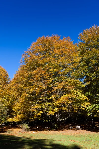 Skogen i urbasa, navarra, Spanien — Stockfoto