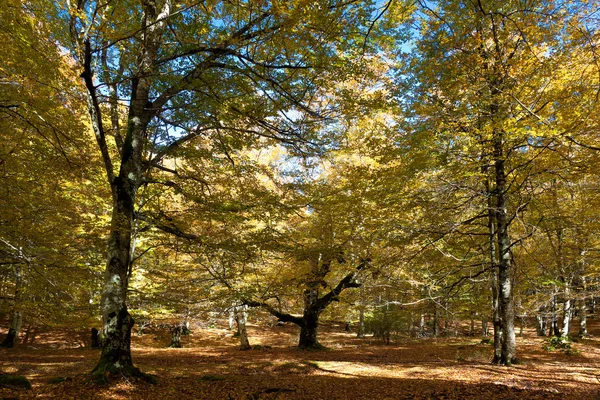 Forest in Urbasa, Navarra, Spain — Stock Photo, Image