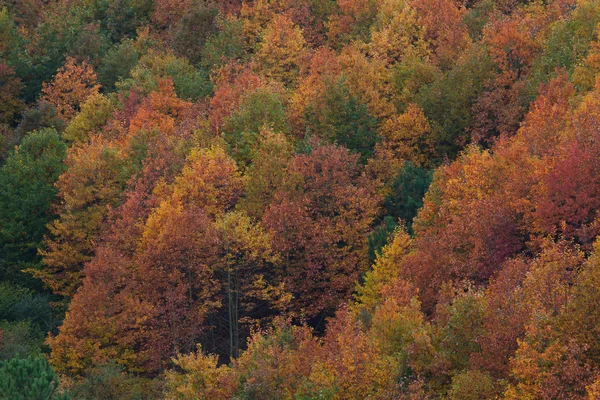 Hösten i arboleda, Biscaya, Baskien, Spanien — Stockfoto