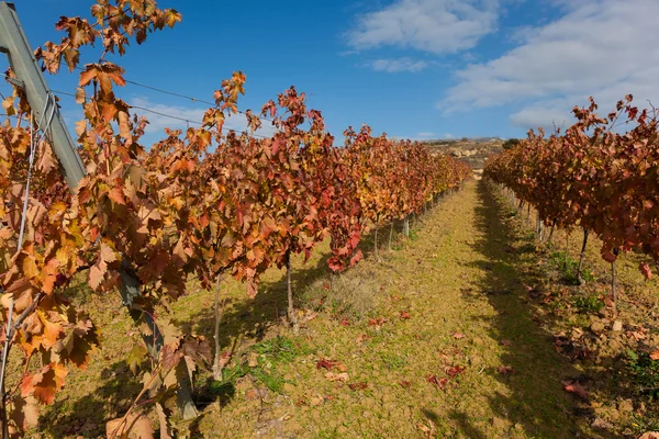 Wijngaarden in laguardia, alava, Baskenland, Spanje — Stockfoto