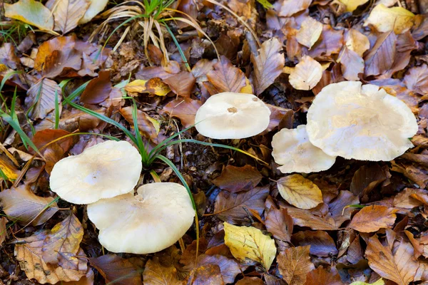 Mushrooms in Urbasa, Navarra, Spain — Zdjęcie stockowe