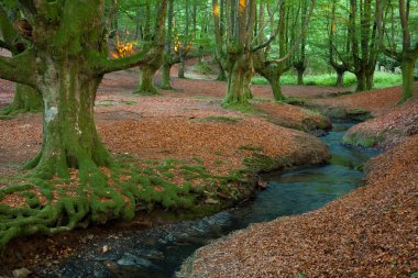 Otzarreta 'dan Kayın, Bizkaia, İspanya