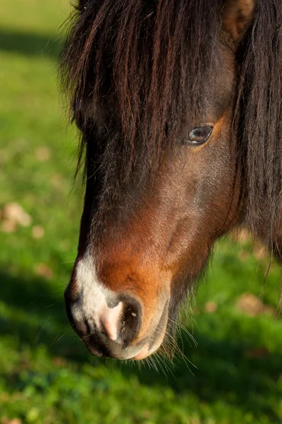 Paard in gautegiz de arteaga, bizkaia, Baskenland, Spanje — Stockfoto