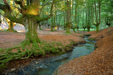 Otzarreta 'dan Kayın, Bizkaia, İspanya