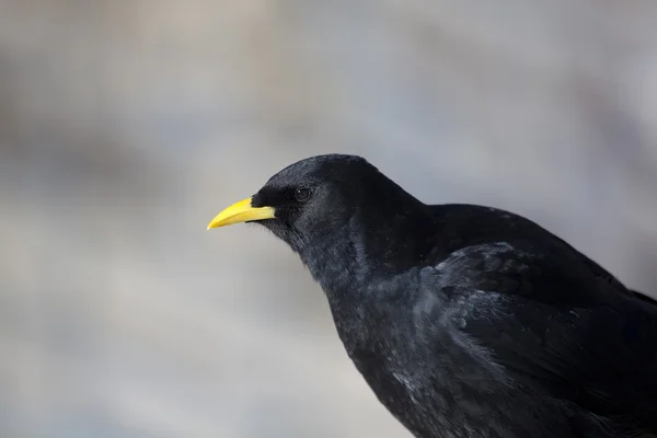 Pyrrhocorax graculus, Picos de Europa, Cantabria, Espanha — Fotografia de Stock