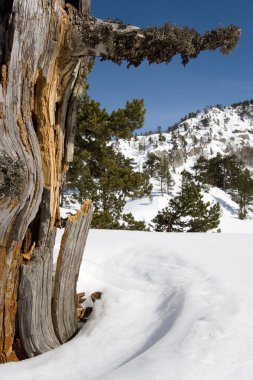 Çeşme la alberca, salamanca, castilla y leon, İspanya