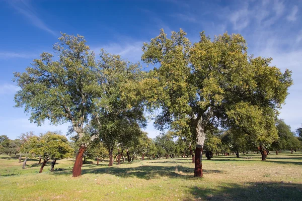 Cork oak, Monfrague, Caceres, Extremadura, Spain — Stock Photo, Image