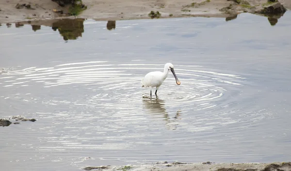 Egretta garzetta, Santona, Cantabria, Espanha — Fotografia de Stock