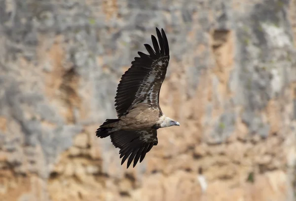 Vulture in las hoces del duraton, segovia, Spanje — Stockfoto