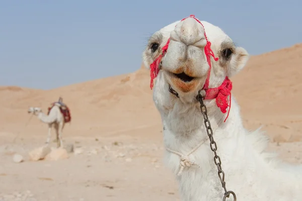 Camels in Palmira, Syria Royalty Free Stock Images