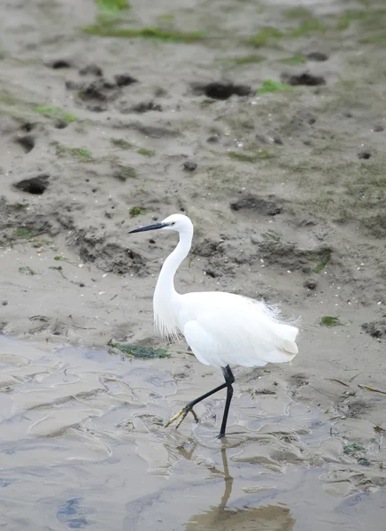 Egretta garzetta, santona, cantabria, İspanya — Stok fotoğraf