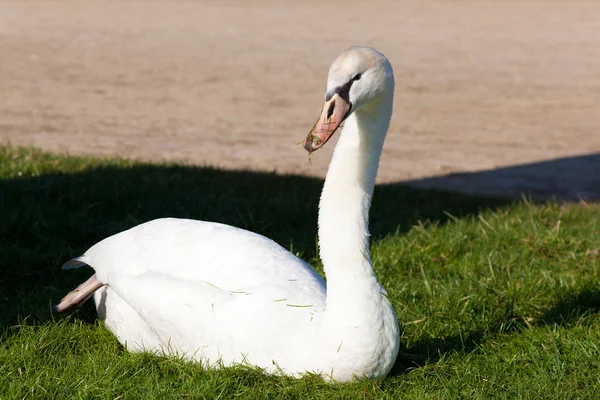 Swan in Fontainebleau, Seine et marne, Ile de France, France — Stock Photo, Image