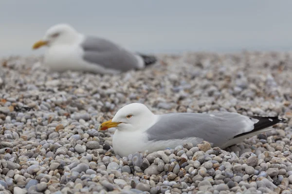 Seagulls in the beach of Etretat, Haute Normandie, France — Stock Photo, Image
