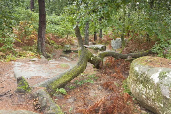 Skogen i Fontainebleau, Seine-et-marne, Ile de France, Frankrike — Stockfoto