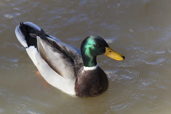 Mallard Duck Drake, Olivet, Loiret, França — Fotografia de Stock