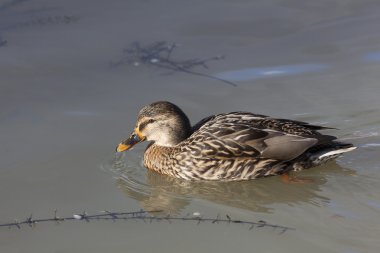 mallard duck duivin, olivet, loiret, Frankrijk