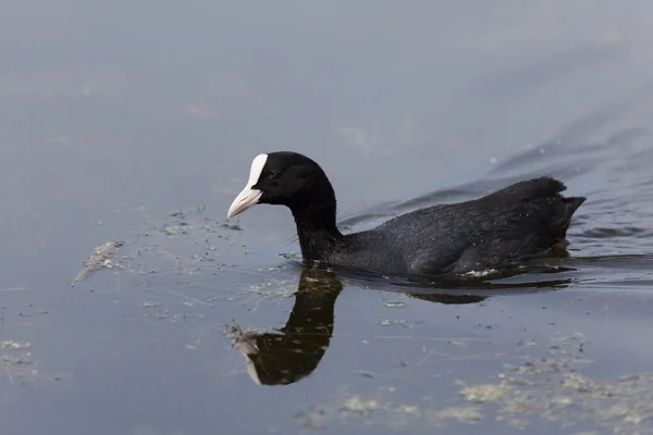 Fulica atra, baie de somme, picardie, frankreich — Stockfoto