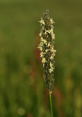 Çim (Timothy) polen ile önümüzdeki
