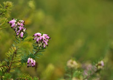 Closeup of beautiful blooming winter heat (Erica carnea, Ericaceae) on green bokeh background.
