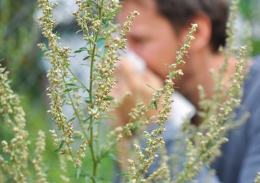 An unsharp man blowing his nose near flowering mugwort (Artemisia vulgaris, Asteraceae), which releases allergy-causing pollen  clipart