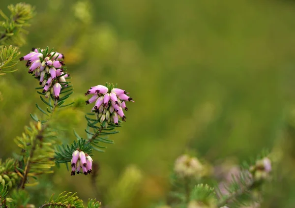 Closeup Beautiful Blooming Winter Heat Erica Carnea Ericaceae Green Bokeh — Stockfoto