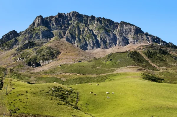 Green meadows in the French Pyrenees — Stock Photo, Image