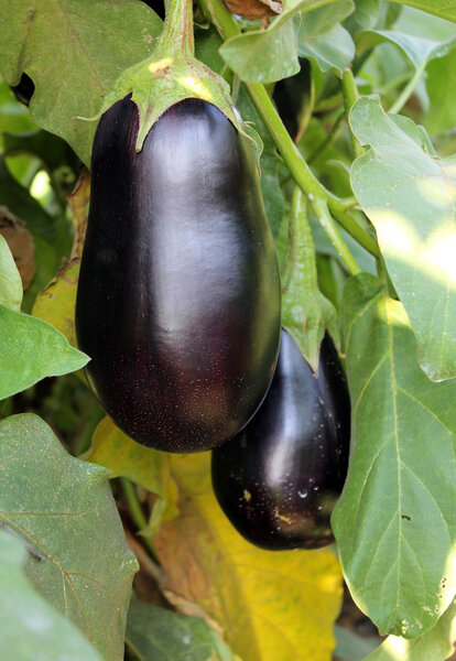 Purple eggplants growing on the bush