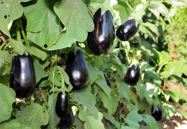 Ripe purple eggplants growing on the bush — Stock Photo, Image