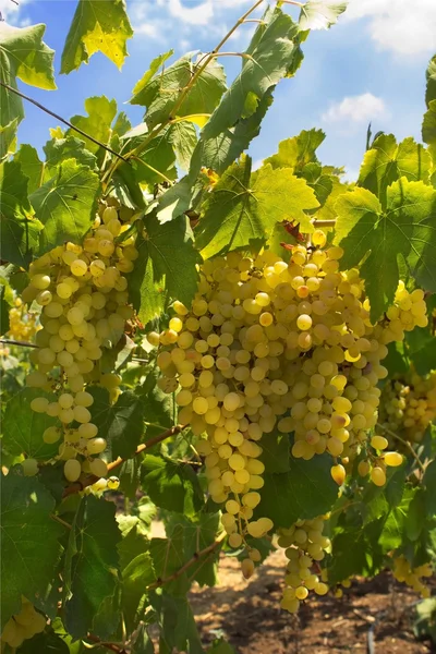 Rijpe sappige groene druiven — Stockfoto