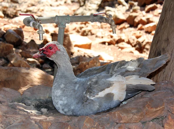 Muscovy Duck (Cairina moschata) — Stock Photo, Image