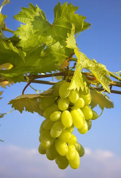Ripest zielony kiść winogron — Zdjęcie stockowe