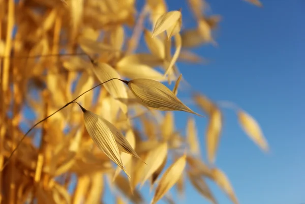 Spikelets of oats — Stock Photo, Image